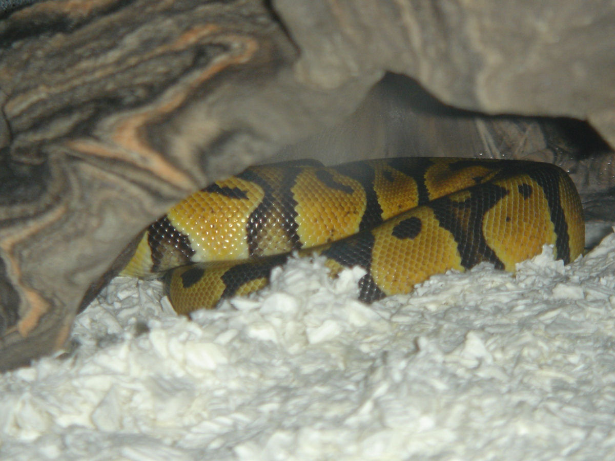 Homer Hide 2