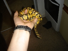 Homer