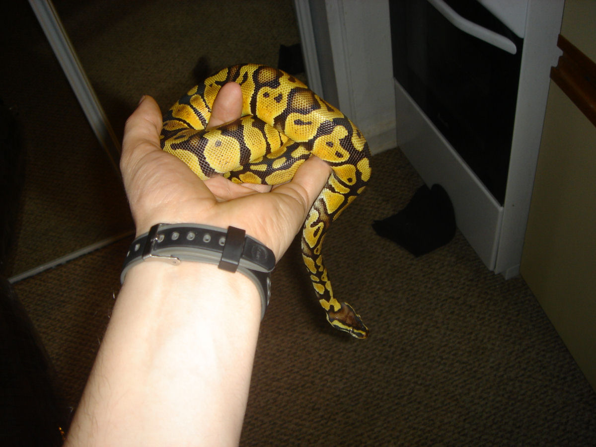 Homer