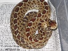 crotalus triseriatus