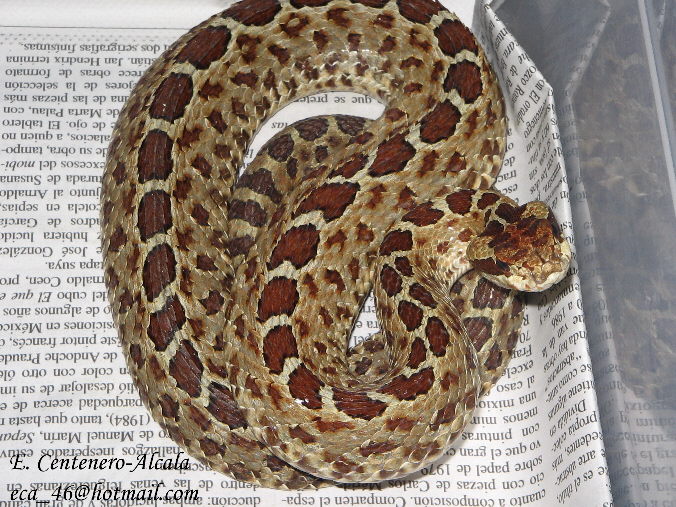 crotalus triseriatus