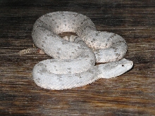 Crotalus lepidus