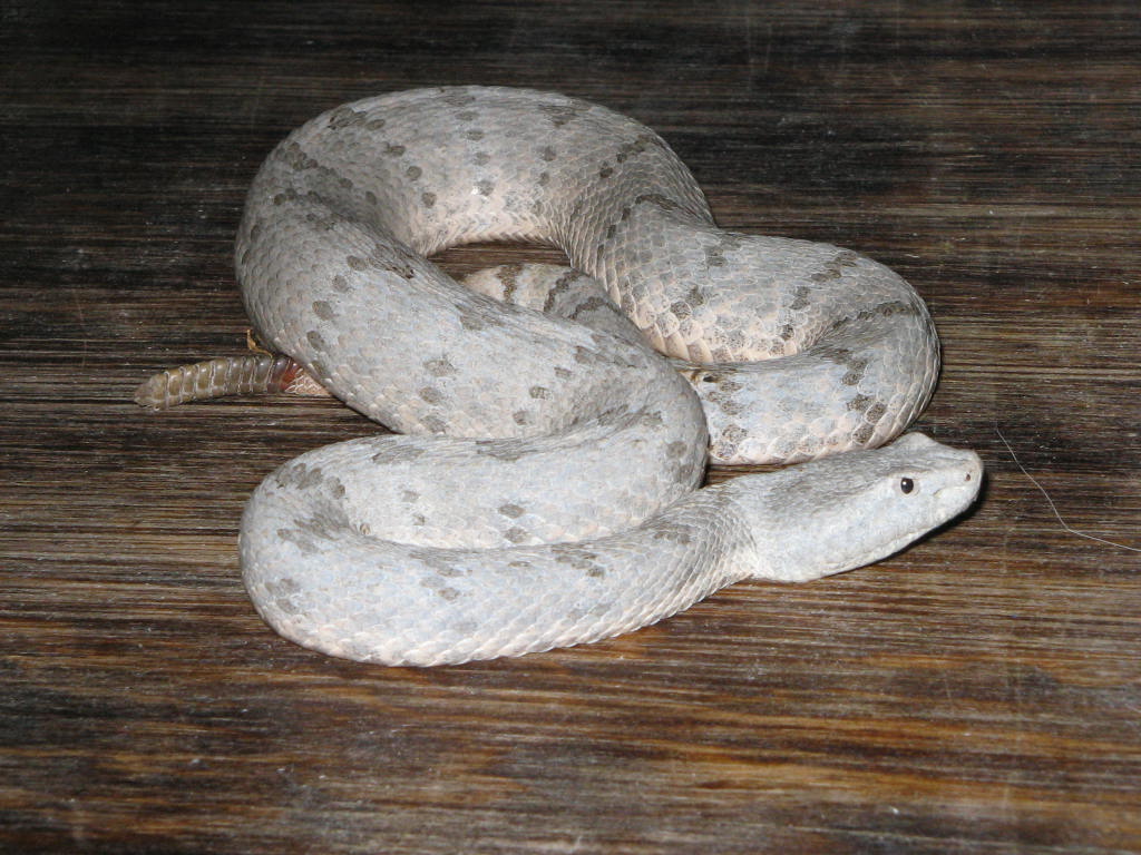 Crotalus lepidus