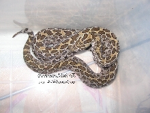 crotalus polystictus