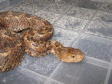 Crotalus ravus