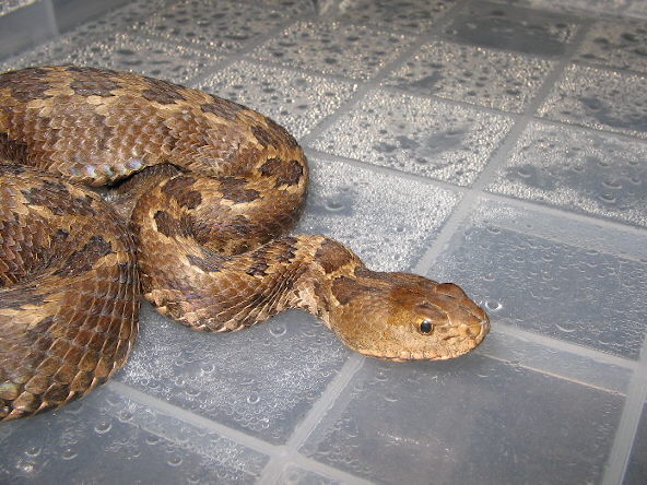 Crotalus ravus