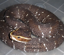 A. b. bilineatus