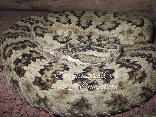Crotalus oreganus lutosus