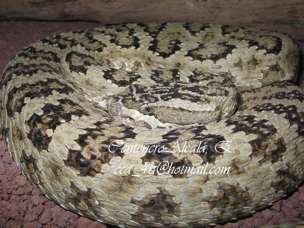 Crotalus oreganus lutosus