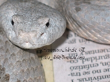 Crotalus l. lepidus