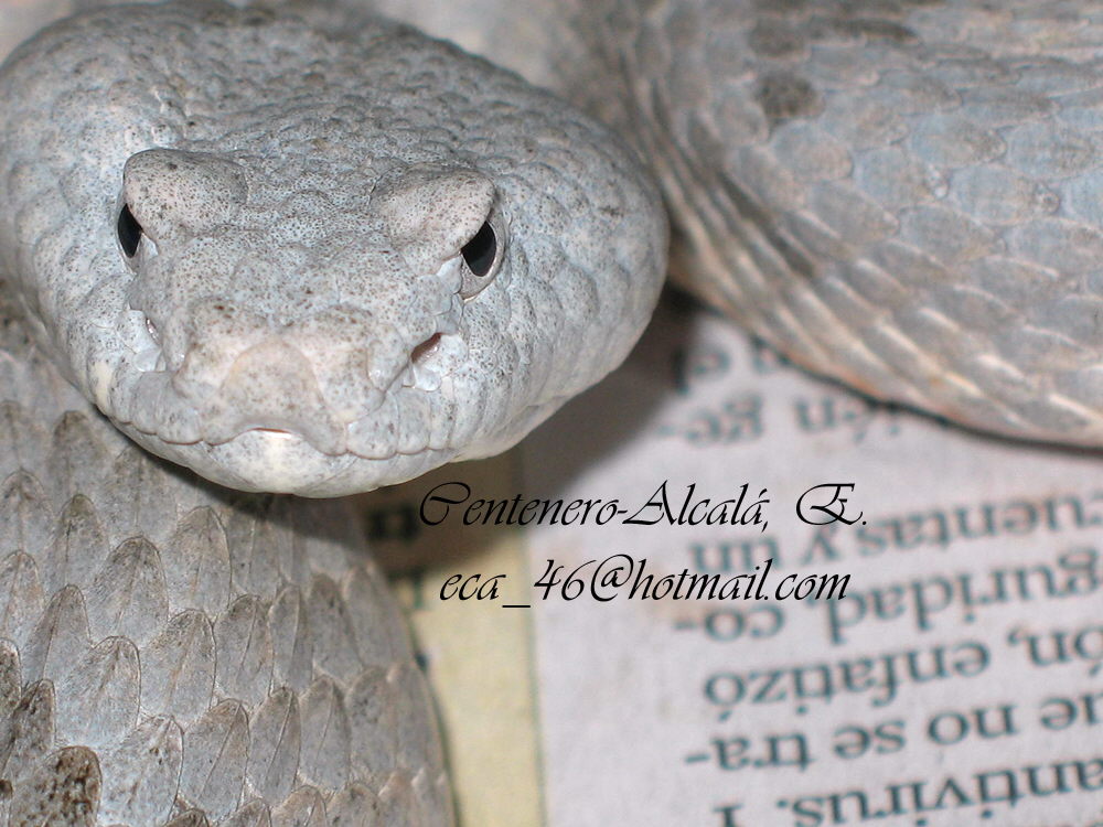 Crotalus l. lepidus