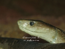D. polylepis