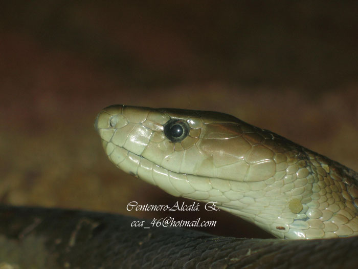D. polylepis