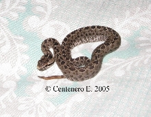 Crotalus triseriatus triseriatus