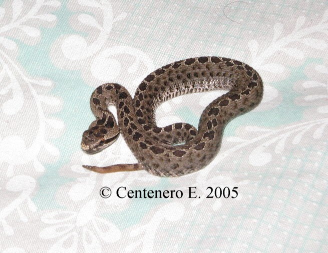 Crotalus triseriatus triseriatus