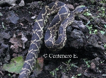 Crotalus molossus nigrescens