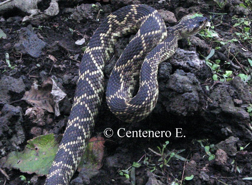 Crotalus molossus nigrescens