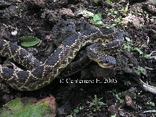 Crotalus molossus nigrescens