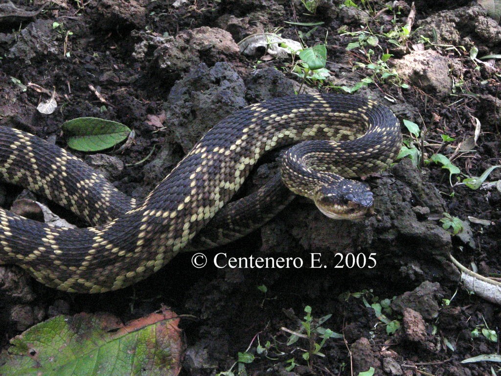 Crotalus molossus nigrescens