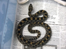 Crotalus polystictus