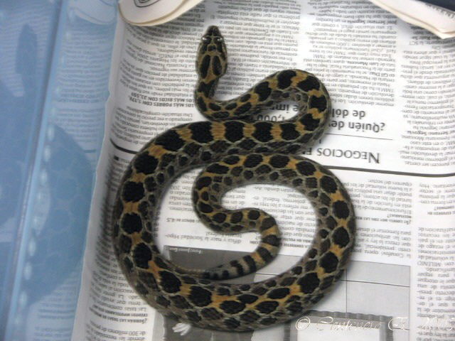 Crotalus polystictus