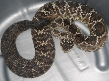 Crotalus molossus oaxacus