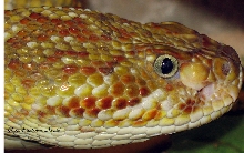 Crotalus basiliscus