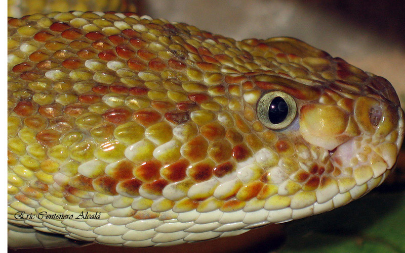 Crotalus basiliscus