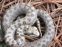 Crotalus pricei