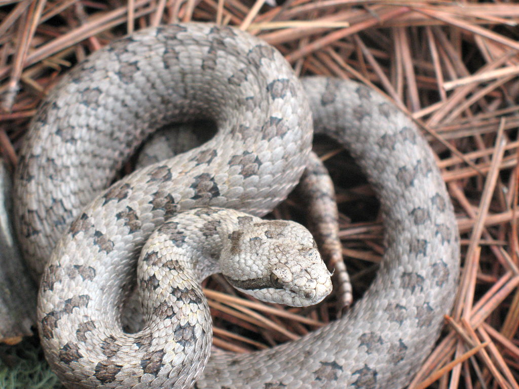 Crotalus pricei
