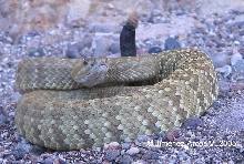 Crotalus estebanensis
