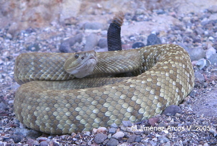 Crotalus estebanensis