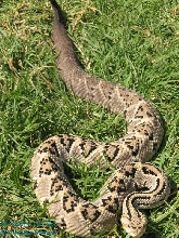 Crotalus simus culminatus