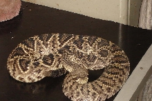 Crotalus adamanteus