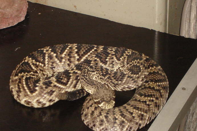 Crotalus adamanteus