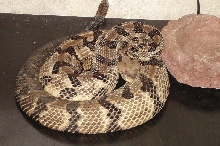 Crotalus horridus