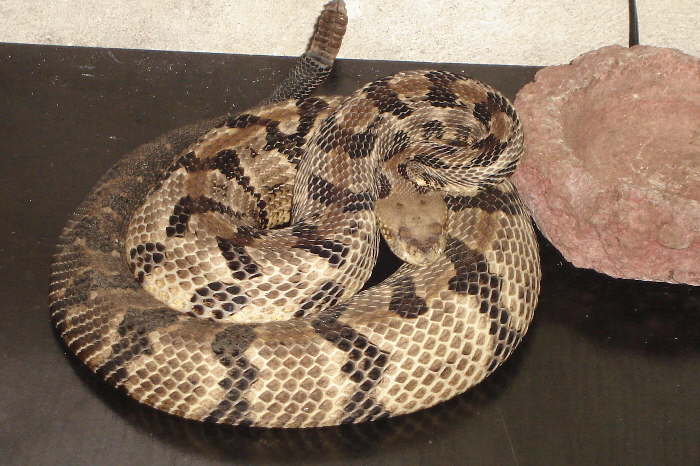 Crotalus horridus