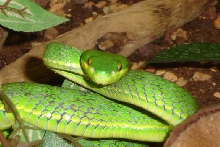 Trimeresurus albolabris