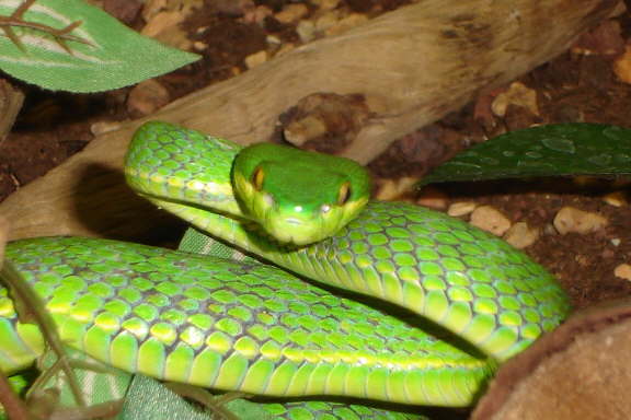 Trimeresurus albolabris