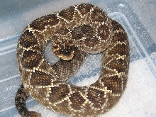 C. m. oaxacus