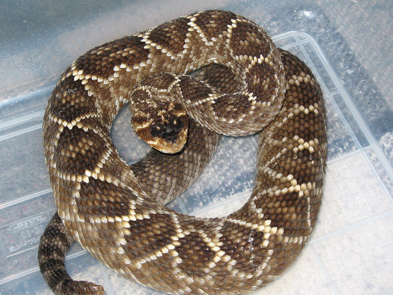 C. m. oaxacus