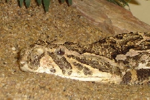 Bitis arientans