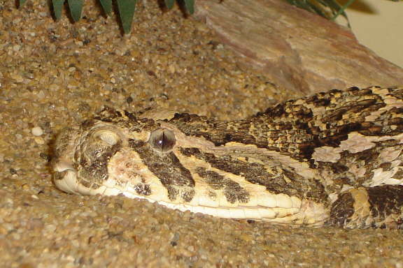 Bitis arientans