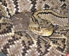 Crotalus simus simus