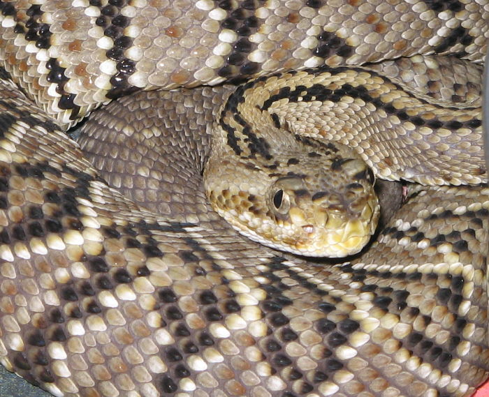 Crotalus simus simus