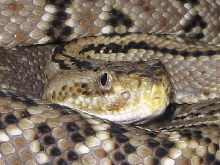 Crotalus simus simus