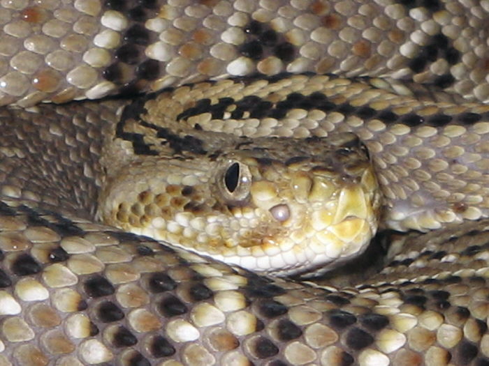 Crotalus simus simus