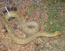 Crotalus basiliscus