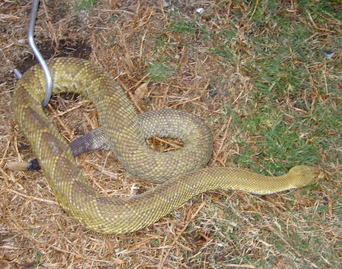 Crotalus basiliscus