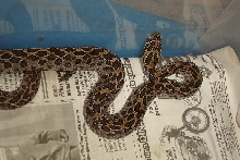 Crotalus polystictus
